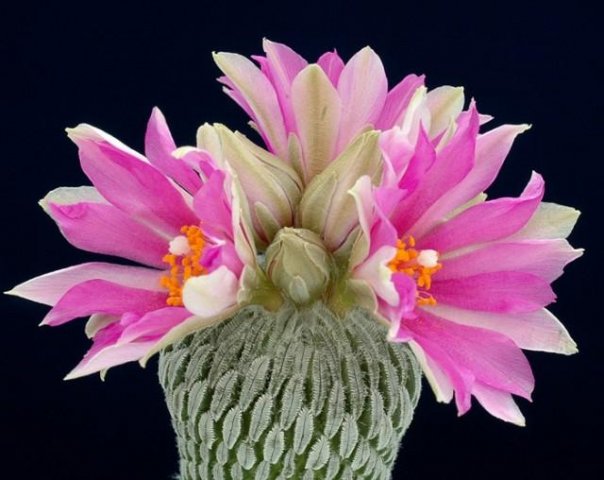 Pelecyphora_aselliformis